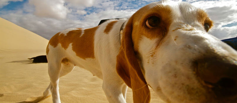 Dog Boarding
