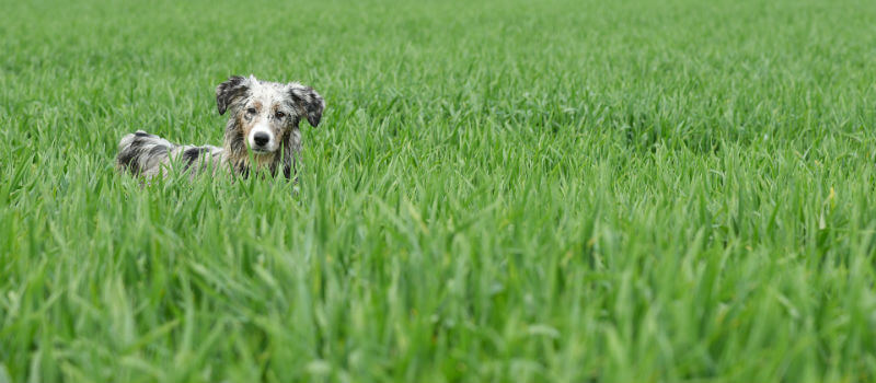 Dog Boarding Covid-19